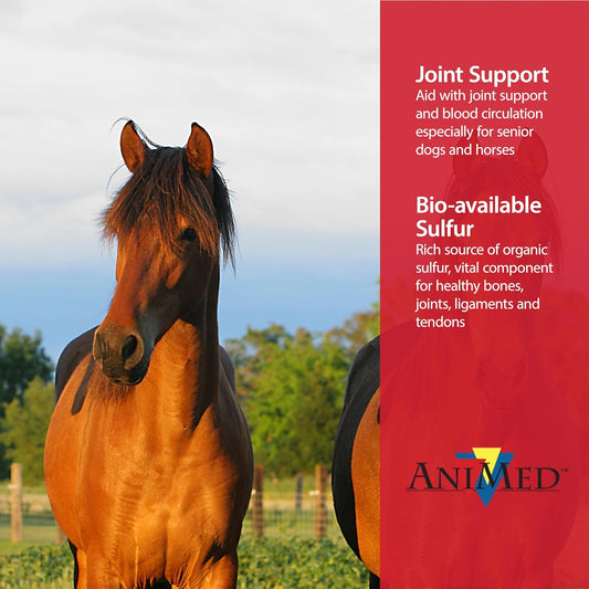 AniMed Pure MSM Horse Joint Supplement Horse Care Support USA Made 16 oz.